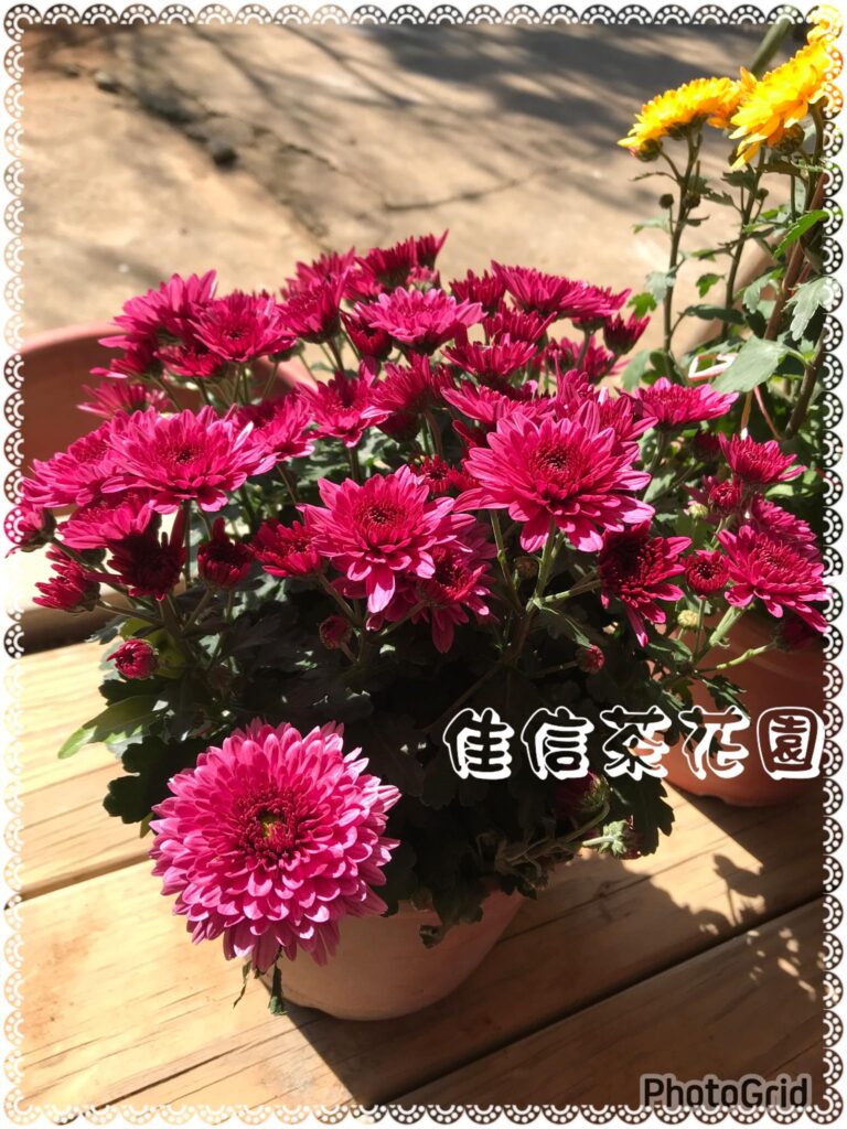 新竹佳信茶花園 佳信茶花園：新竹香山最佳賞花勝地，茶花清香，舒服花海漫遊好地方