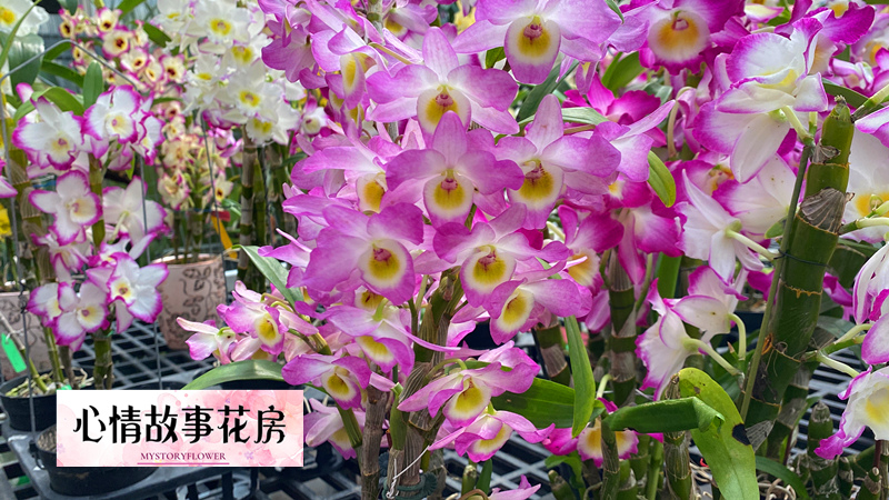 色彩與優雅：台南蘭花盆栽在心情故事花房 
