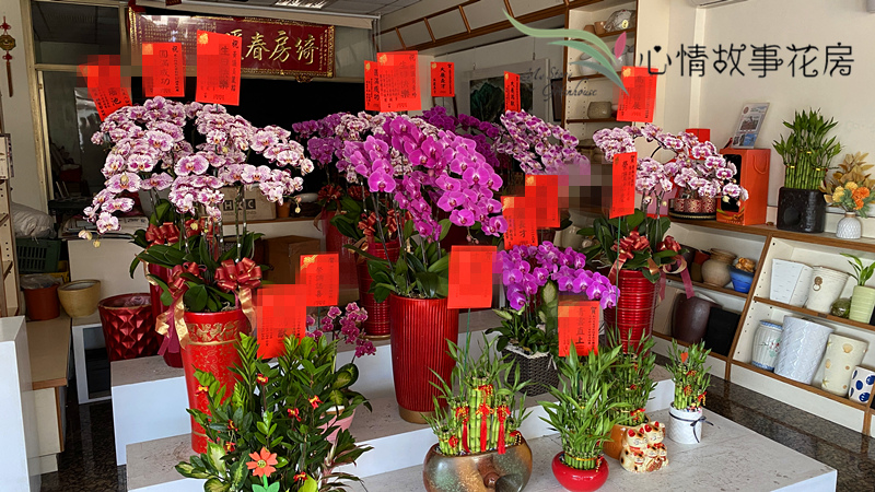 色彩與優雅：台南蘭花盆栽在心情故事花房