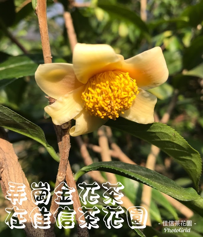 新竹佳信茶花園 佳信茶花園：新竹香山最佳賞花勝地，茶花清香，舒服花海漫遊好地方