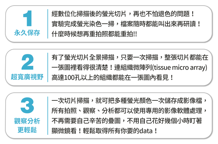 免疫螢光染色技術 螢光染色應用 圖檔掃描技術 螢光顯微鏡使用 抗體染色方法 免疫螢光技術 免疫組織化學研究 蛋白質定位技術 生物學研究技術 細胞組織分析