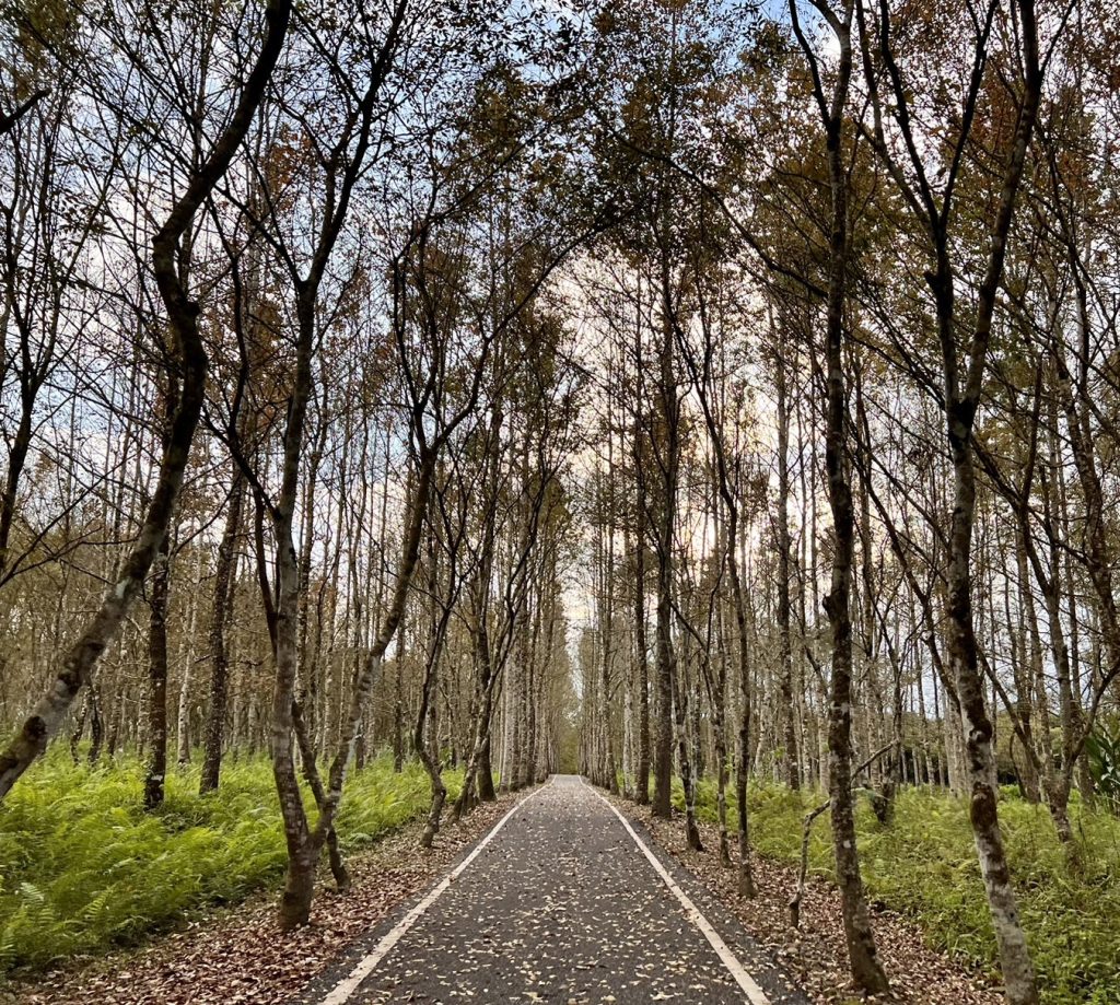 花蓮鄉間小路大農大富平地森林公園