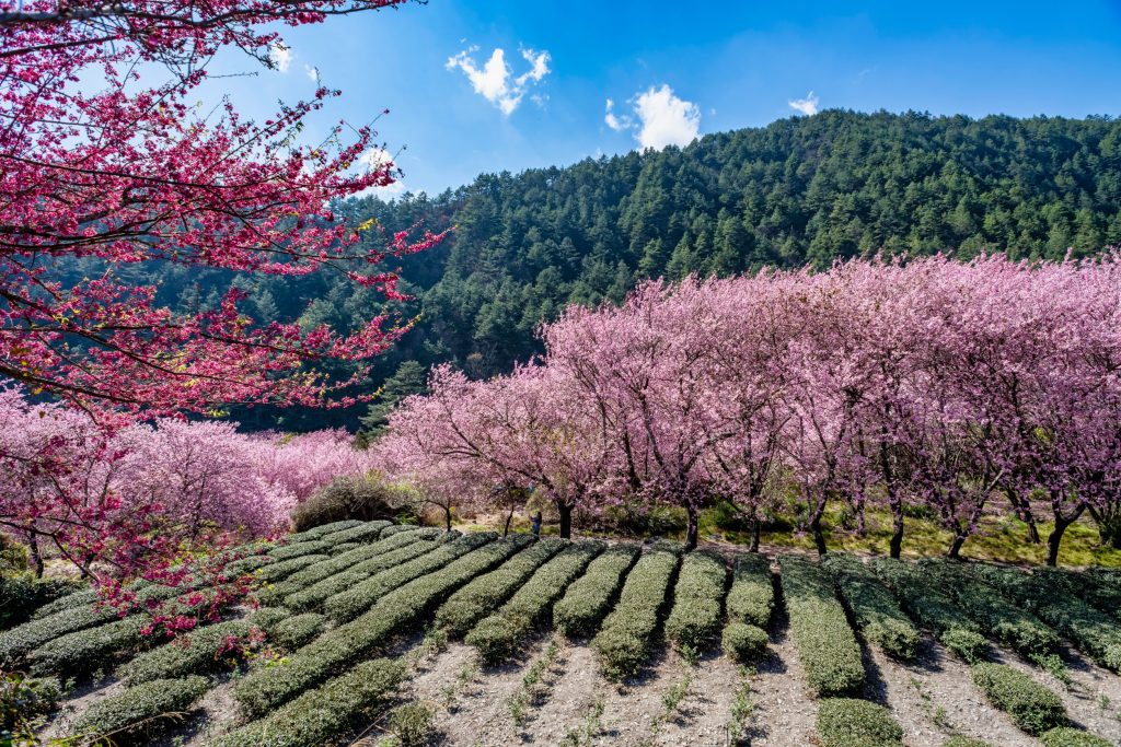 台灣必去景點：2024年全台季節限定花卉景點大公開