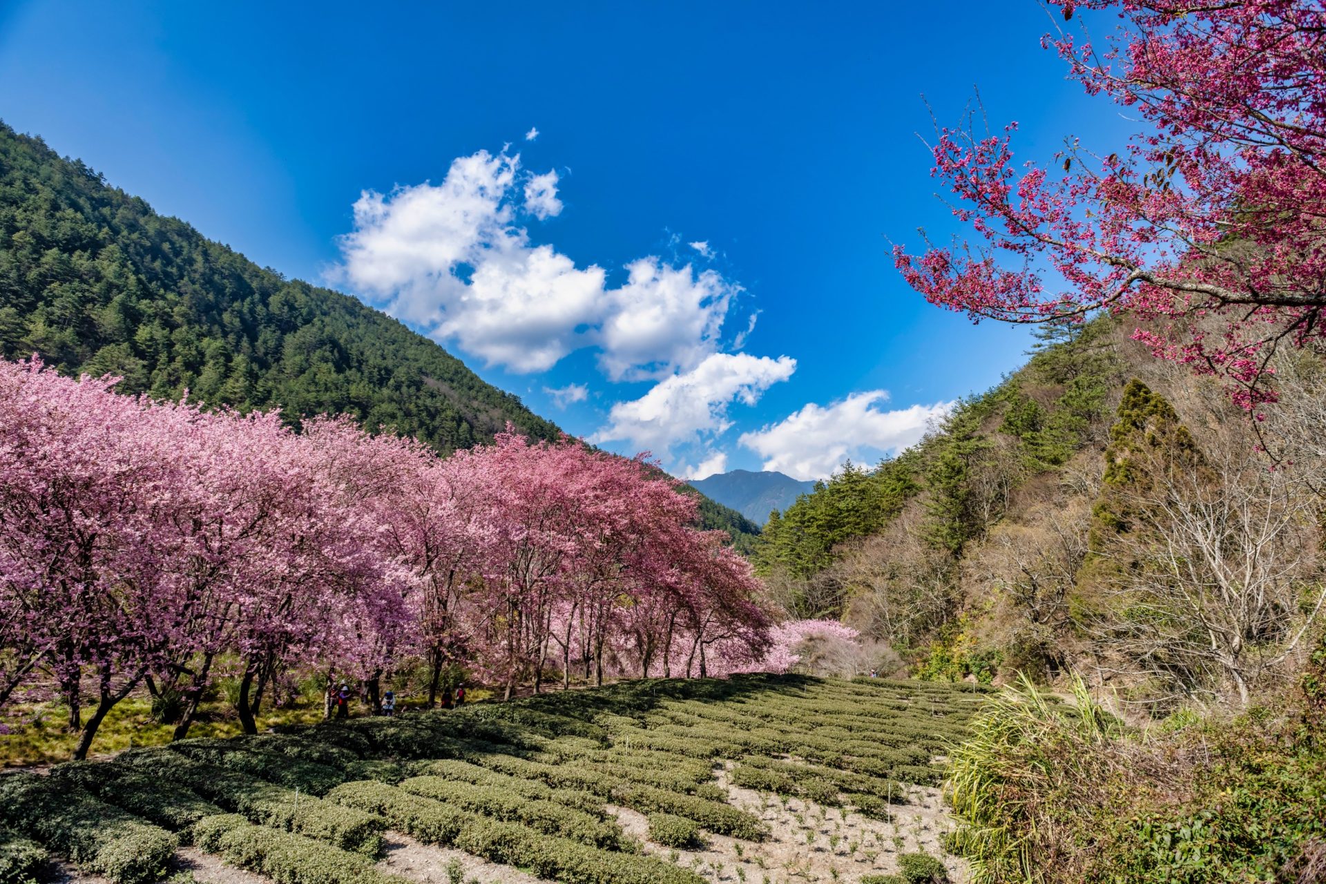 台灣必去景點：2024年全台季節限定花卉景點大公開