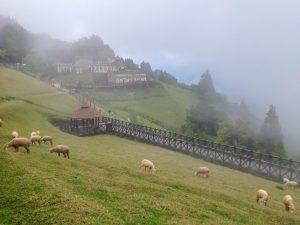 中部一日遊：南投清境農場的霧上桃源之旅