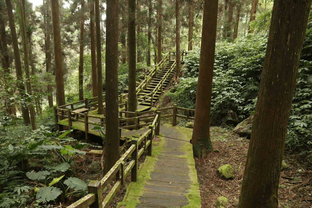 國內兩天一夜推薦行程：阿里山賞日出與森林探險