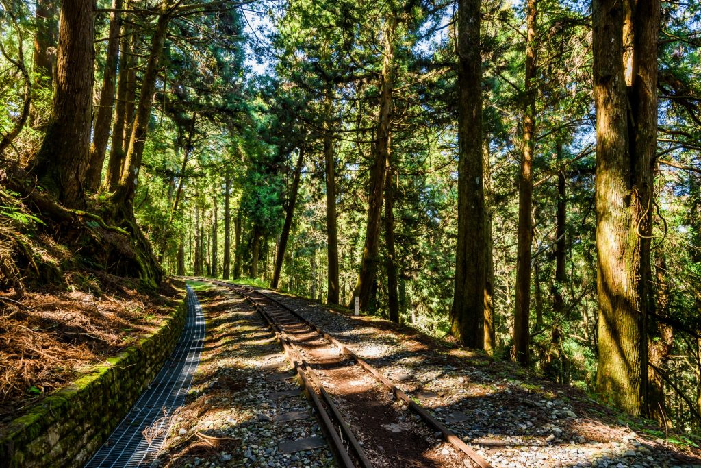 台灣一生必去景點清單：從日出到日落的阿里山之旅