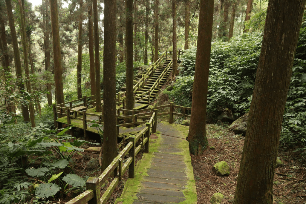 台灣徒步旅行好玩的地方：陽明山、阿里山步道推薦