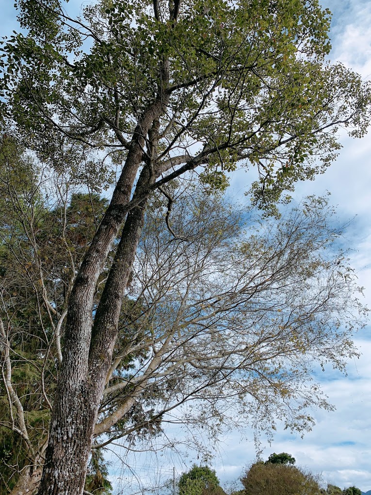 最佳露營地指南：探索阿里山和日月潭的夢幻露營地點