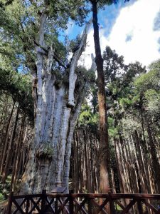 阿里山住宿：親子旅遊住宿的最佳選擇