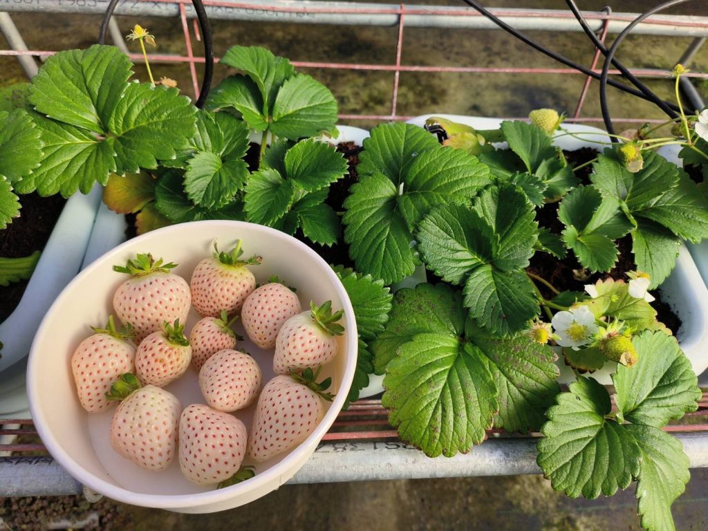 從瑜伽到冥想：【豪華露營】中的極致養生體驗