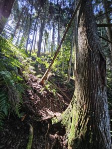 阿里山住宿 TOP 10：獨特森林木屋與精緻露營體驗