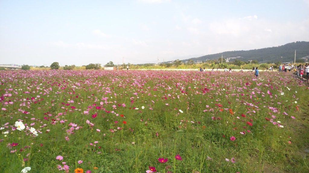 2024全台十大「寵物露營」地點推薦，帶毛孩享受奢華野外生活！