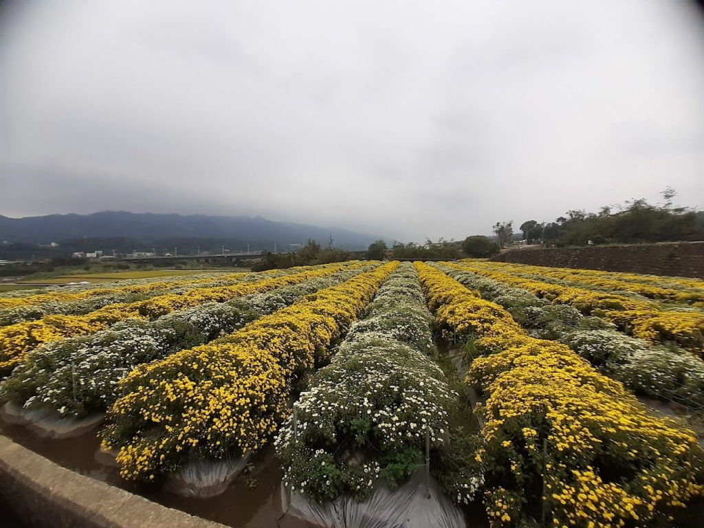 2024全台十大「寵物露營」地點推薦，帶毛孩享受奢華野外生活！