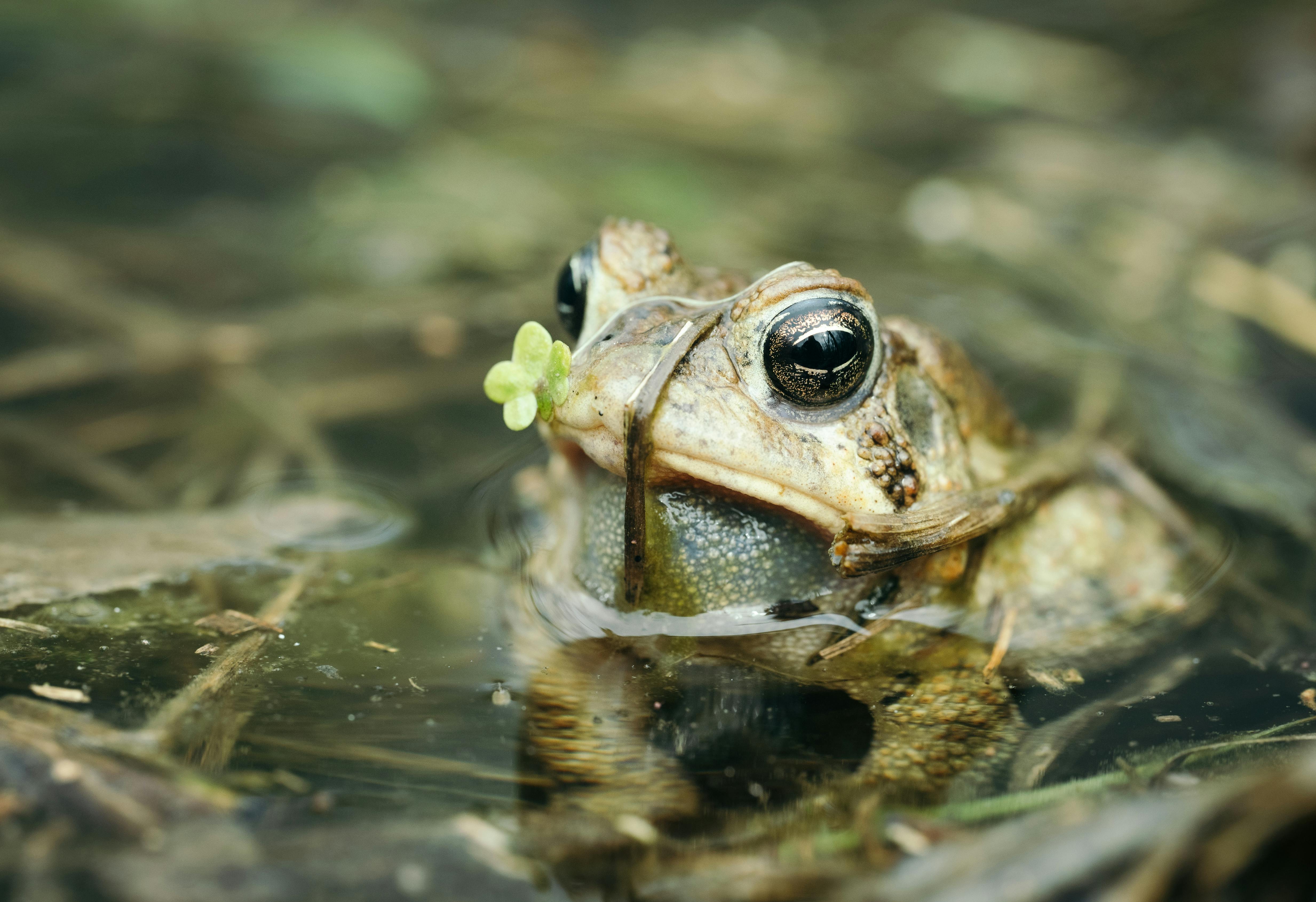 生物多樣性