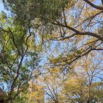 2026國立成功大學蟬聯辦學榜首！企業最愛12連霸與電機系招生新制全解析