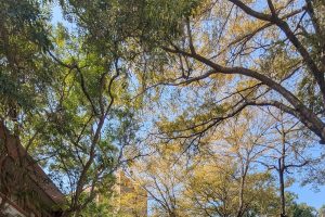 2026國立成功大學蟬聯辦學榜首！企業最愛12連霸與電機系招生新制全解析