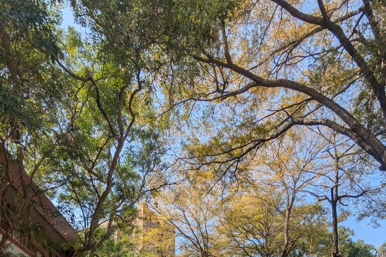 2026國立成功大學蟬聯辦學榜首！企業最愛12連霸與電機系招生新制全解析