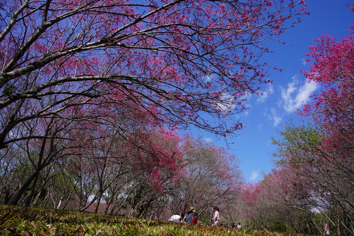 震撼高教！國立暨南國際大學與修平科大整併，115學年度入學即獲國立學籍