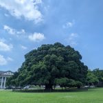 2026 成大秋季班招生啟動：蟬聯 12 年辦學冠軍，入學攻略與成就全解析