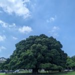 2026國立成功大學招生指南：電機AI分組、國際獎學金，連霸企業最愛首選