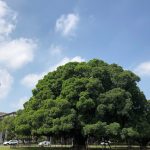 國立成功大學奪2026大學品牌力全台總冠軍！掌握最新招生管道與AI布局