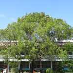 新成國小AI導師引領轉型！115學年2歲專班招生與小小廚神奪冠