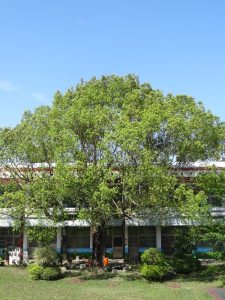 新成國小AI導師引領轉型！115學年2歲專班招生與小小廚神奪冠