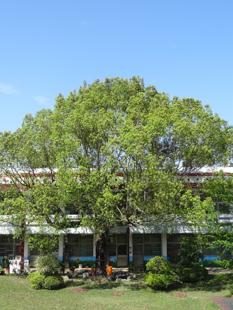 新成國小AI導師引領轉型!115學年2歲專班招生與小小廚神奪冠