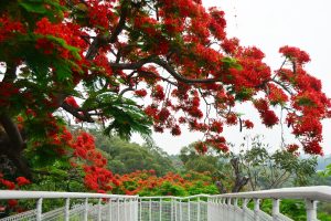 彰化藝術高中115招生攻略：藝術才能班與體育班最新簡章、新活動中心亮點