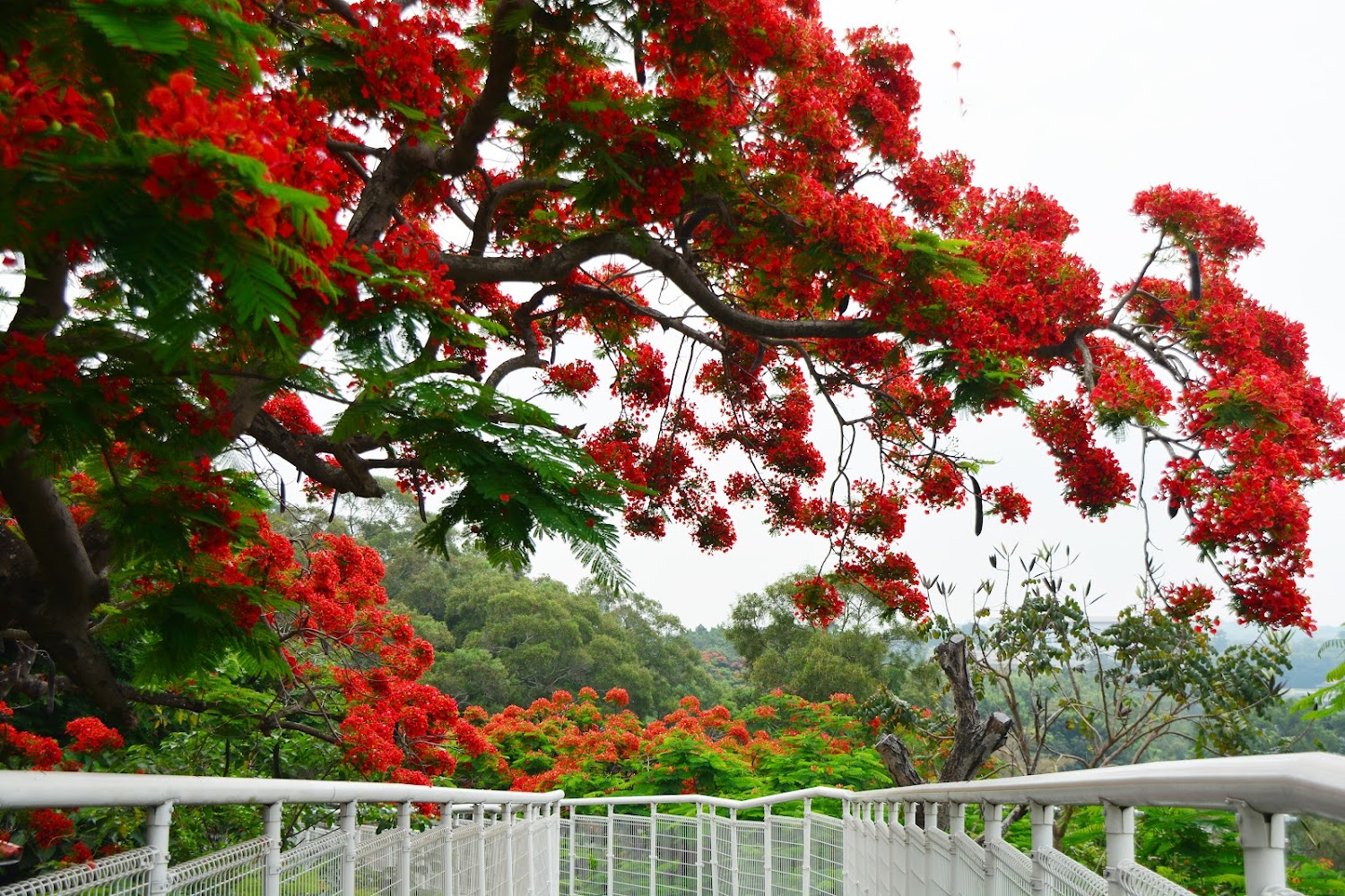 彰化藝術高中115招生攻略:藝術才能班與體育班最新簡章、新活動中心亮點
